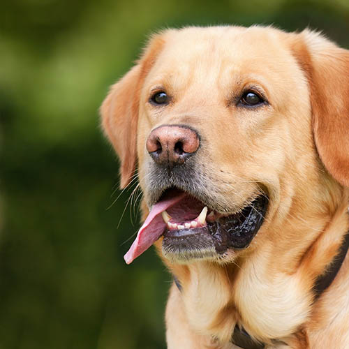  un chiot soin pharmacie Elbaz