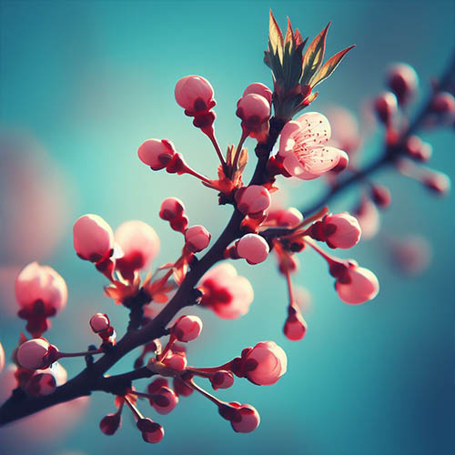 Gemmothérapie herboristerie Romainville